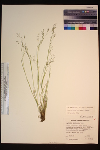 Agrostis idahoensis image